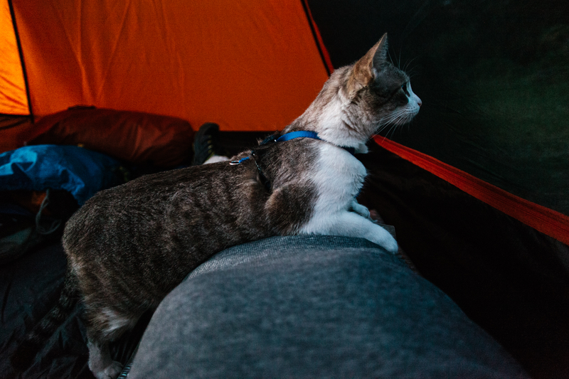 Illustration for article titled How To Take Your Cat Camping